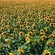 Yellow sunflower field in Poland. Agriculture in summer - VideoHive Item for Sale