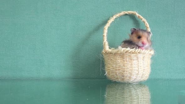 A Small Fluffy Hamster Sits in Wicker Basket Washes Crawls Out of Basket and Runs Away From Frame