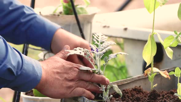 Male Hands Carefully Plant a Flower on a Flower Bed in a Pot Closeup alt