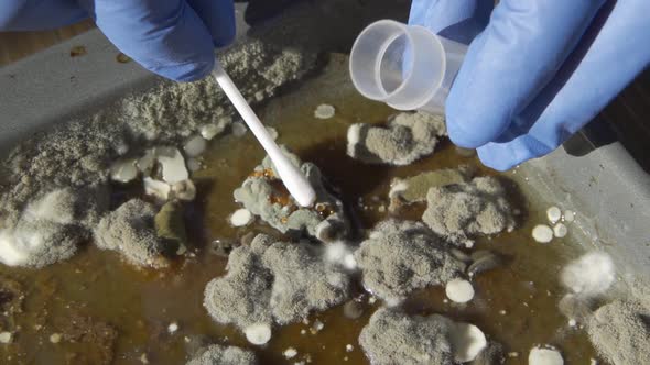 A Scientist in Blue Protective Gloves Collects Samples of Harmful Mold alt