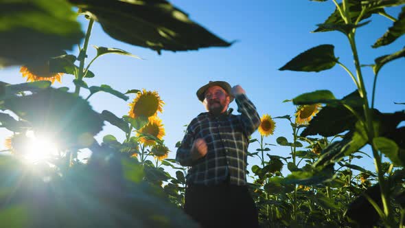 Amusing Pretty Senior Bearded Happy Farmer Dancing in the Sunflower Field at Sunset alt