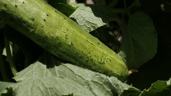 Panning over gourd family Cucurbitacea 4K 2160p 30fps UltraHD  footage - Slow pan on creeping plant  alt