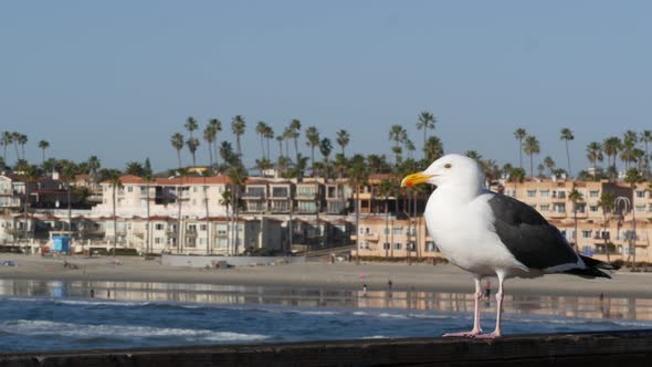Seagull on Wooden Pier Railings