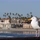 Seagull on Wooden Pier Railings - VideoHive Item for Sale
