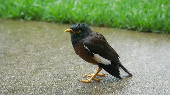 Asian Myna Shakes Its Soaking Wet Body On A Footpath alt