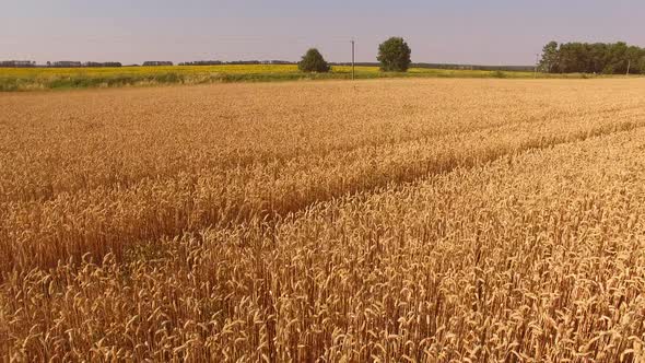 Golden Field, Trees and Sky alt