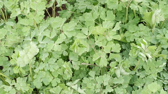 Green leaves Aquilegia caerulea. Medicinal plants