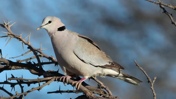 Cape Turtle Dove Perched On A Branch alt