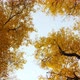 Autumn Forest - VideoHive Item for Sale