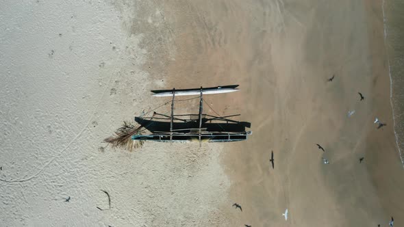 Aerial View of a Fishing Boat Gull Palm and Lizard on the Sandy Beach of the Island of Sri Lanka