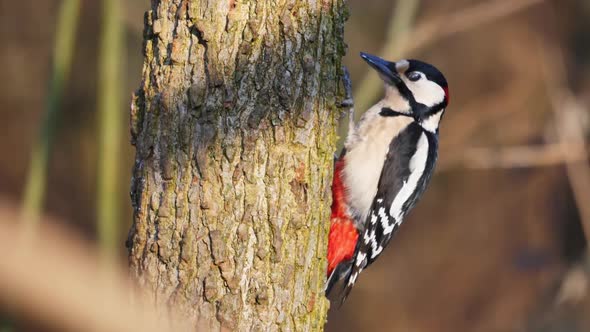 Great Spotted Woodpecker Dendrocopos Major on a Tree Stump Looks for Insects alt