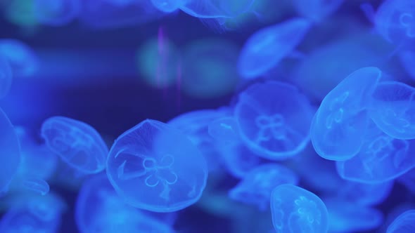 A lot of exotic jellyfish floating underwater. Moon Jellyfish (Aurelia Aurita).