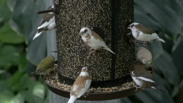 Tiny birds eating from a bird feeder alt