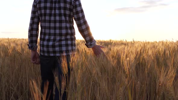A male agronomist walks through a wheat field, inspecting the harvest. Agribusiness. alt