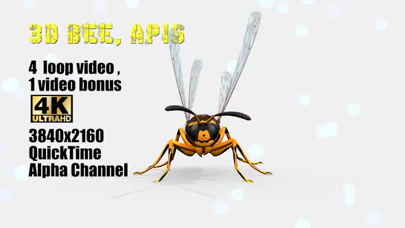 3d Bee Apis