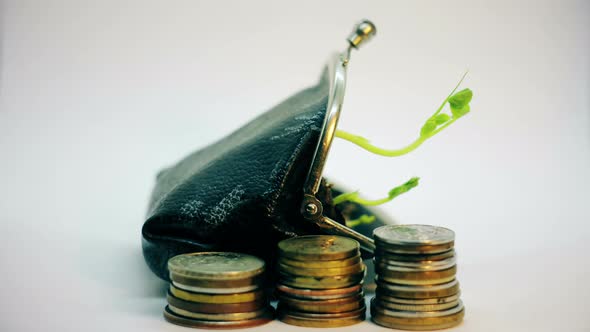 Green Plant Growing From the Wallet and Dying Investment Earnings Dynamic Inscrease and Decrease