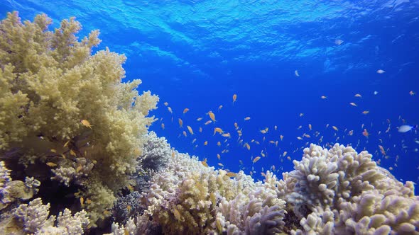 Reef Coral Garden alt