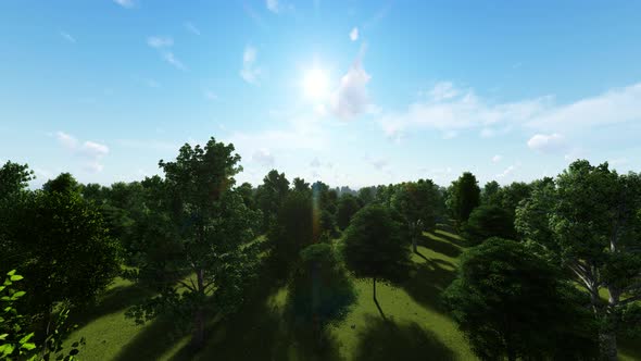 Fly Over The Forest alt