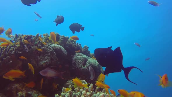 Colorful Tropical Coral Reef alt