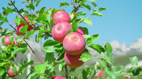 Bunch of Ripe Red Apples Grows on Tree Branch at Sunlight alt