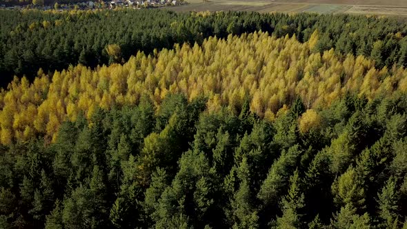 A Stunning View of the Autumn Forest with Green Coniferous Pines and Yellow Birches. Top View Drone