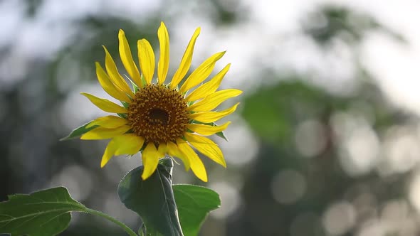 Sunflower sways in wind. sunflower flower closeup. field of yellow sunflower flowers against backgro alt
