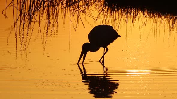 Stork Feeding in Lake