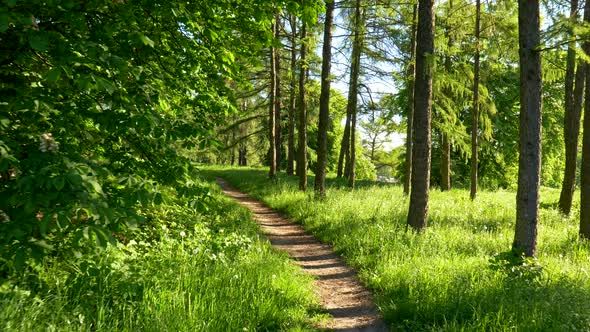 Walking a Path in Sunny Urban Forest in Summer Time Among Regular and Evergreen Trees. Chestnut Tree alt