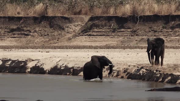Angry Elephants Fighting and Walking Along the River Shore