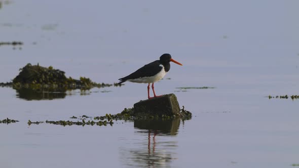 Eurasian Oystercatcher Standing On The Rock In The Midst Of Water. - static alt