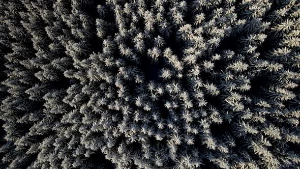 Drone Rising Over Snow Covered Frozen Pine Trees
