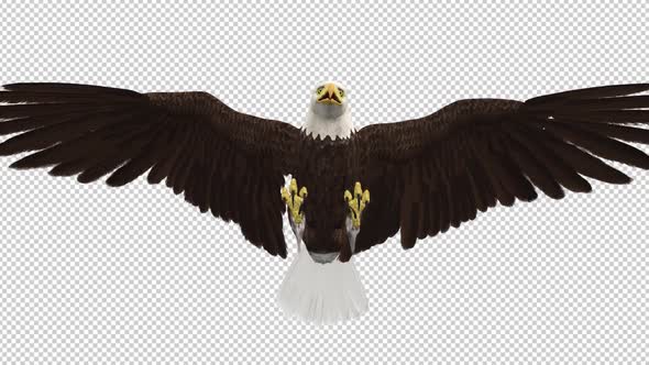 Bald Eagle Flying Attack - III
