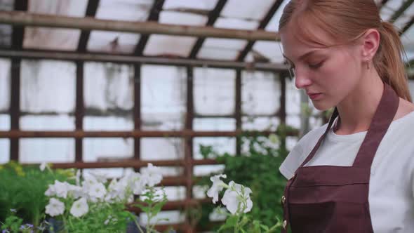Girl in an Apron at Work in a Greenhouse Transplants Flowers Slowmotion Video