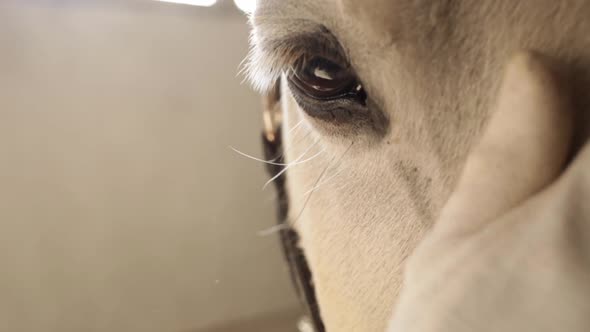 The Eye of a Horse