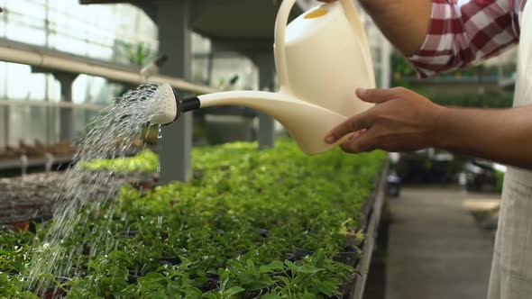 Farmer Watering Green Plants in Pots From Watering Can, Loving Profession