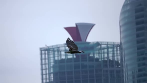 Predatory Bird on the Background of the Skyscrapers