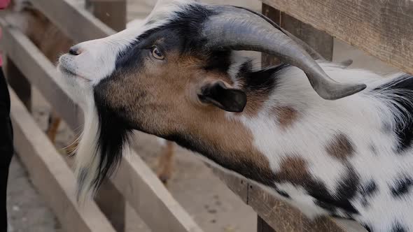 Little Girl Hand Stroking Cute Goat at Farm Zoo  Slow Motion Close Up