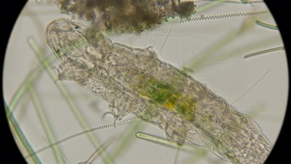  Water Bear Tardigrada alt