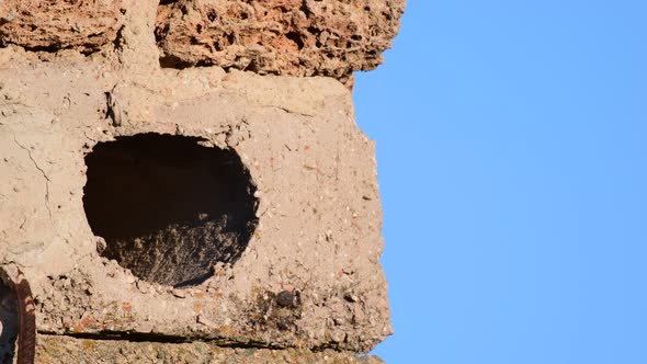 The little owl flies out of the hole and comes back with food in its beak.. (Athene noctua) alt