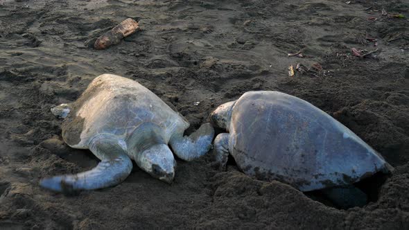 Atlantic Ridley Sea Turtles Spawning on a Tropical Beach