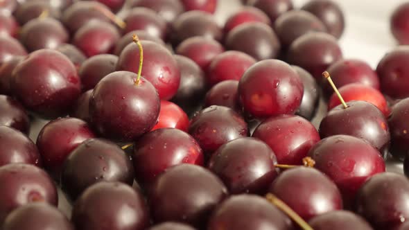 Tilting on red  cherry plum  close-up 4K 2160p 30fps UltraHD footage -  Prunus cerasifera organic fr alt