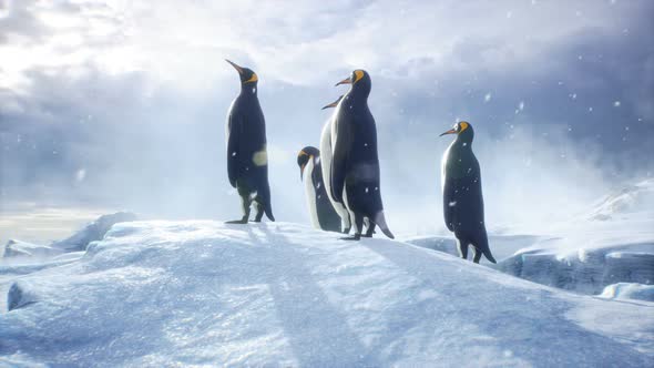 Penguins Admire The Winter Landscape