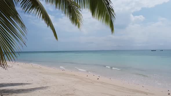 Palm tree with tropical ocean alt