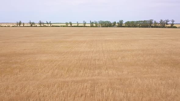 Aerial View of Ripe Wheat Field
