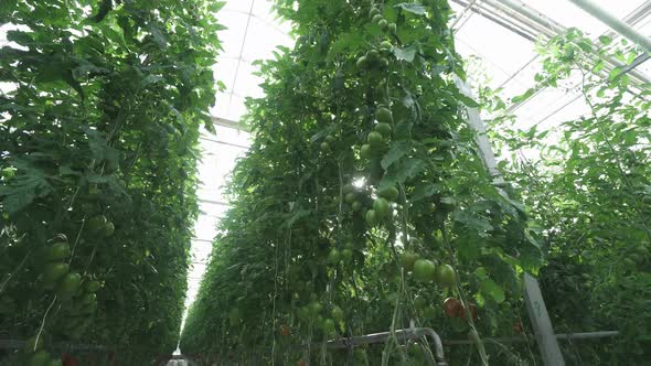 Greenhouse View of Branches with Tomatoes Tunnel View of Grown Tomato and Green Seedling Growing alt