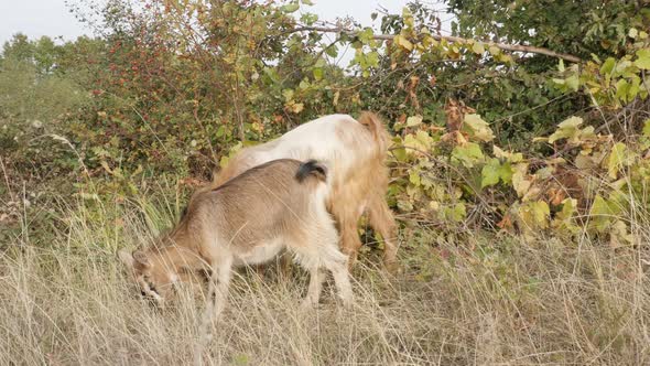 Goats in the field eating plants 4K 2160p 30fps UltraHD footage - Capra aegagrus hircus pair of dome alt