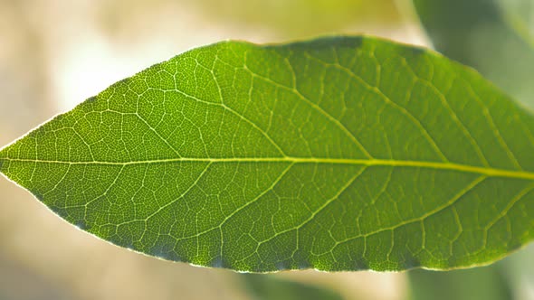 Light coming thru green Laurus nobilis laurel tree leaf  outdoor slow panning shallow DOF 4K 2160p U alt