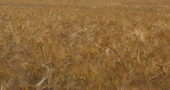 Barley field in Loiret, France alt