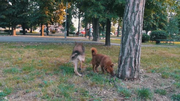 Stray dogs sniffing a tree in a public park with trees and trafic in the background alt