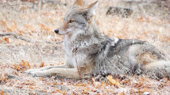 Wolf Coyote or Coywolf Portrait Head Face and Eyes, Stock Footage ...